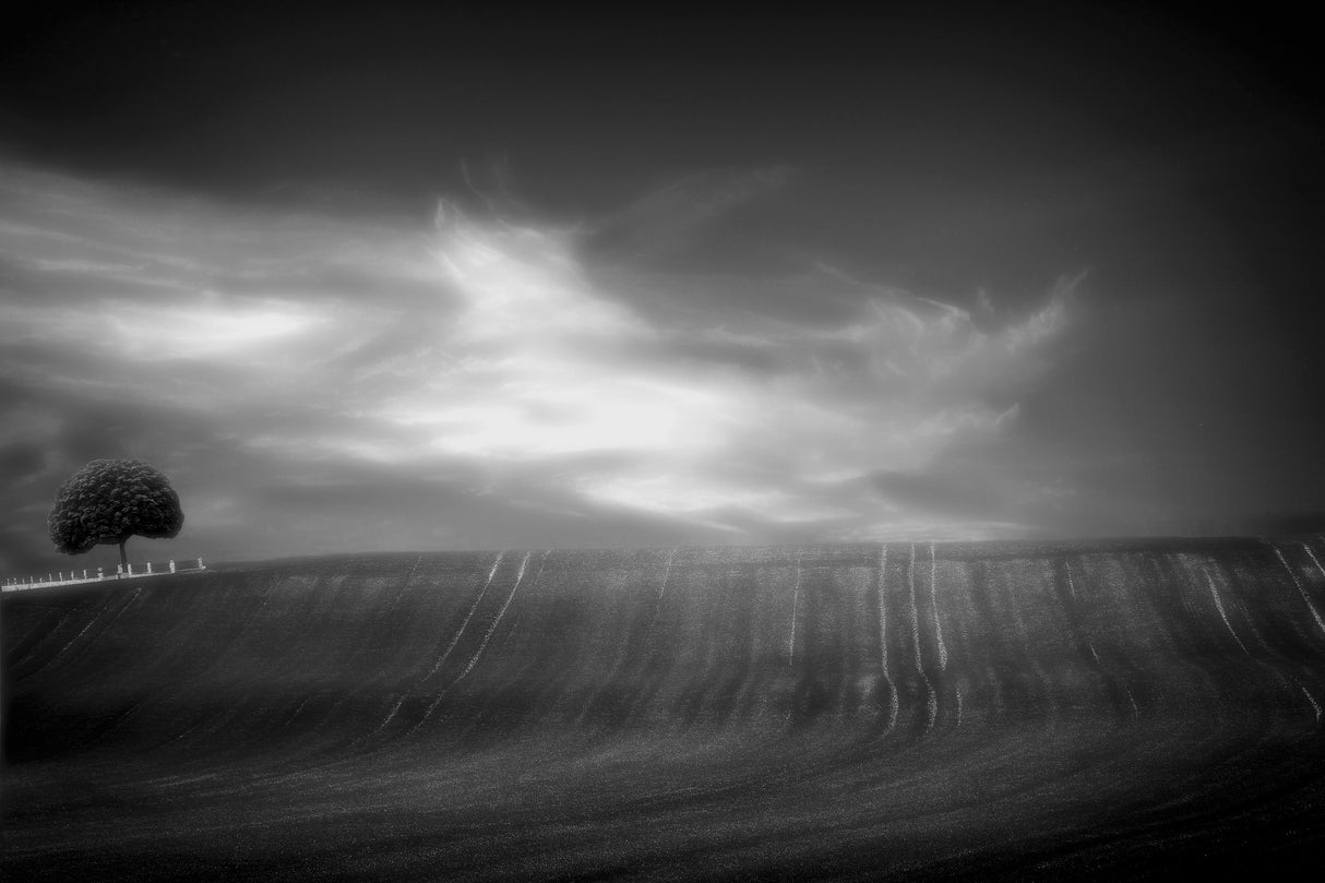 fields in black & white Poster och Canvastavla