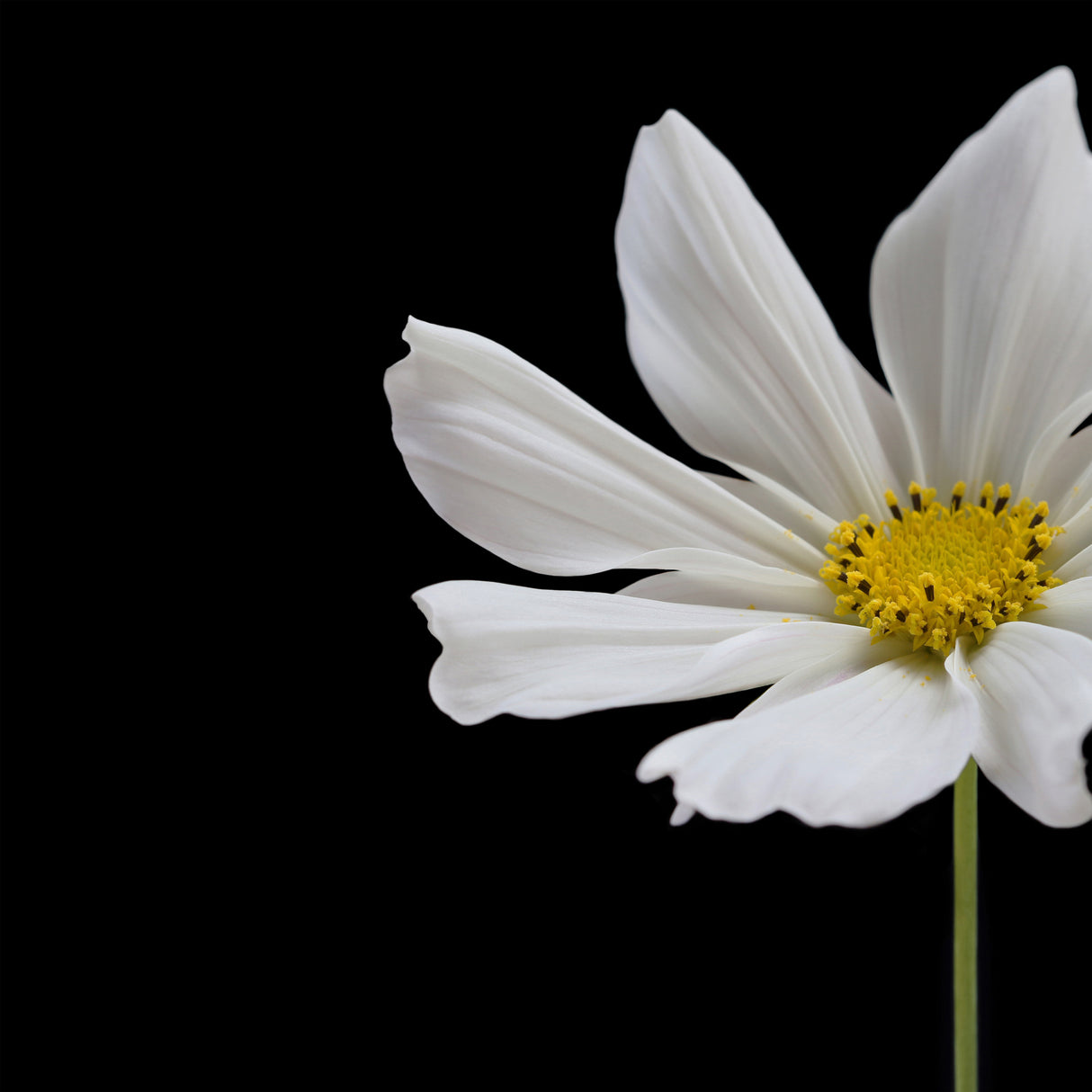 White Cosmos Flower Square Poster och Canvastavla