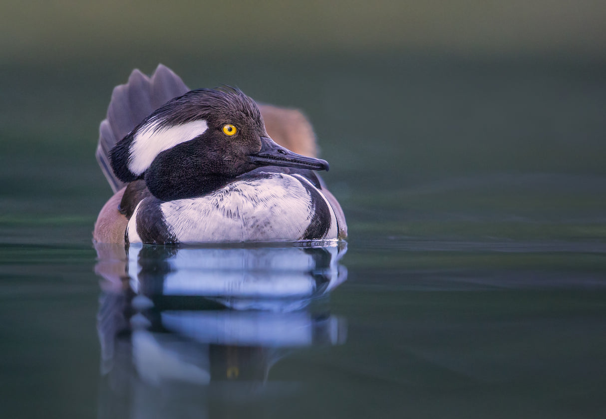 Merganser morning Poster och Canvastavla