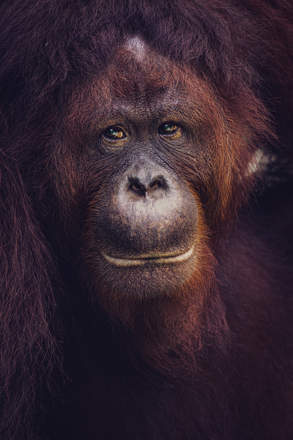 Eyes of Borneo Poster och Canvastavla