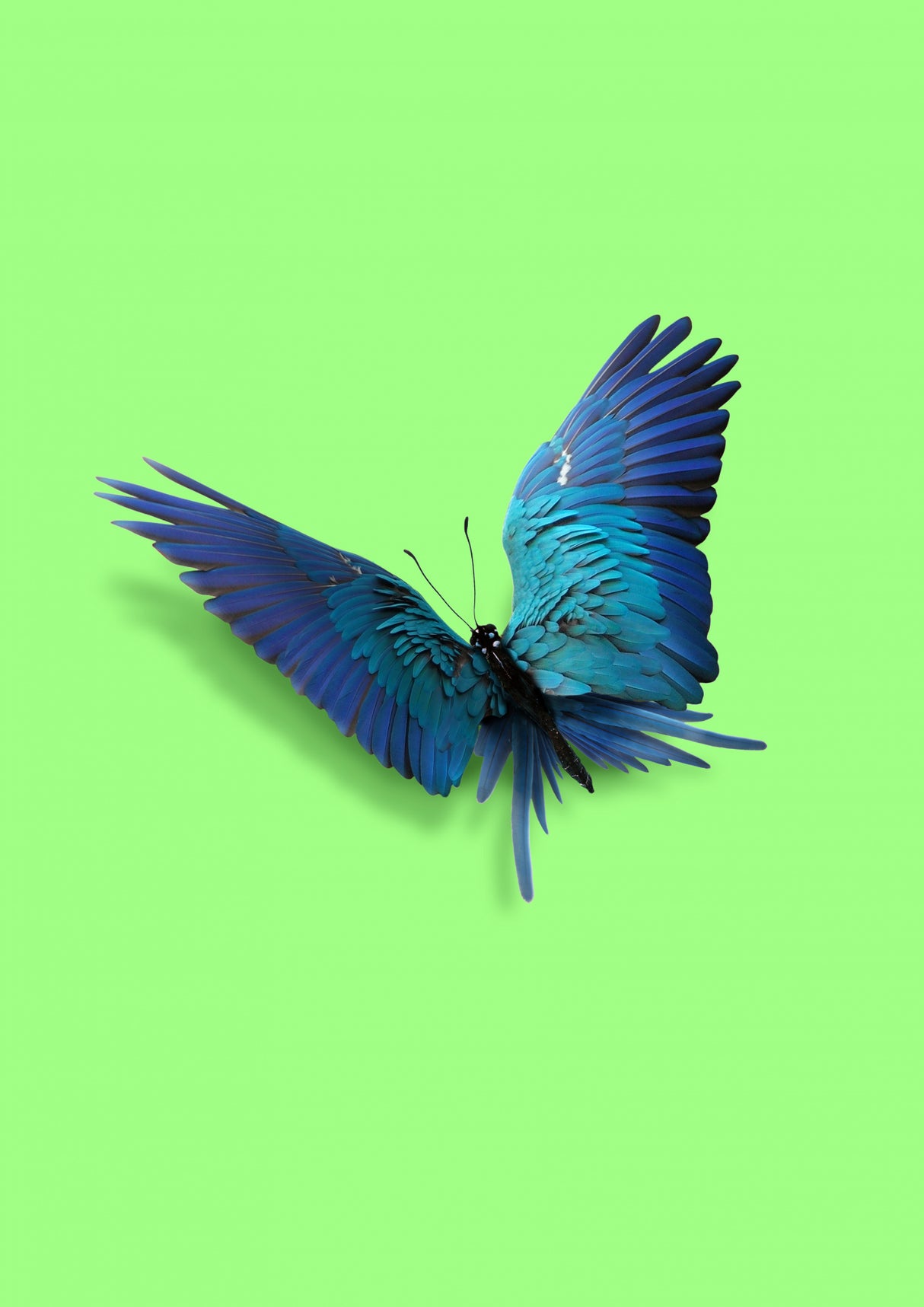 Parrot Butterfly Poster och Canvastavla