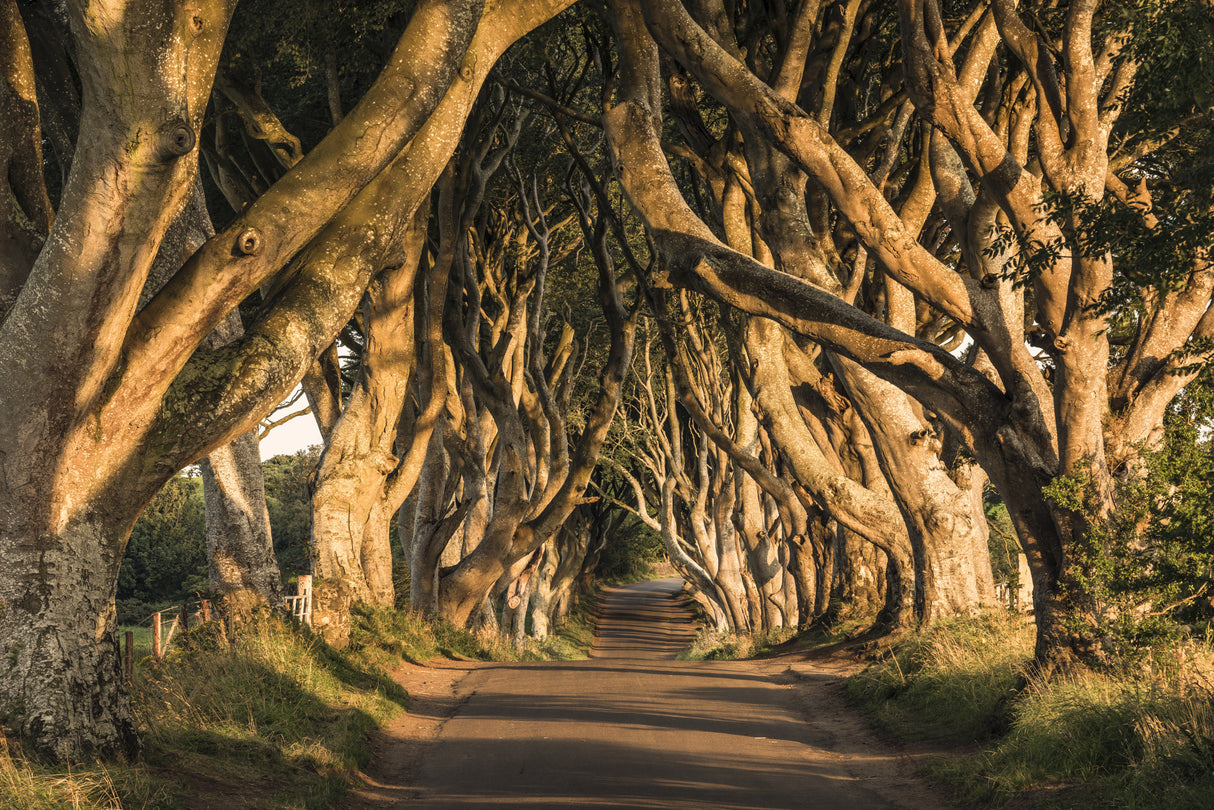 The Avenue Poster och Canvastavla