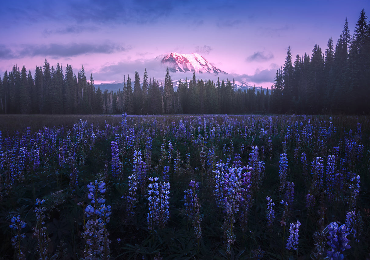 Adam's Lupine Poster och Canvastavla