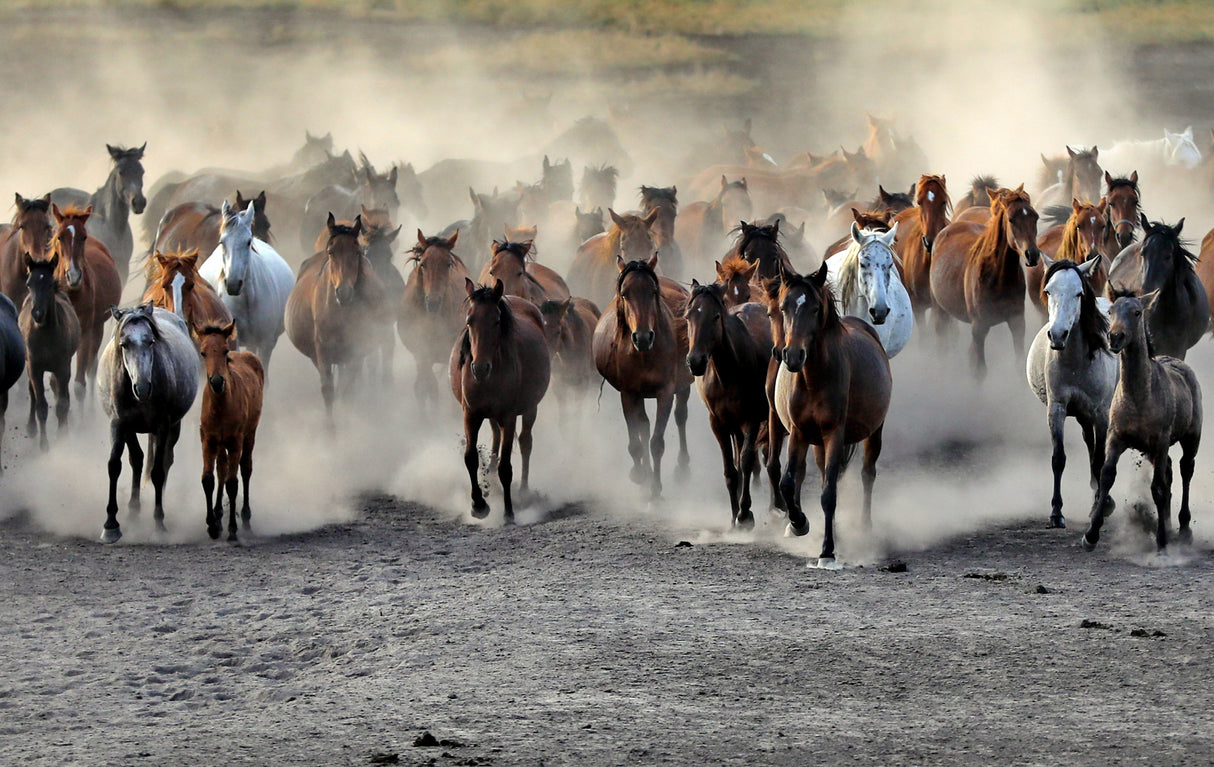 Wild Horses Poster och Canvastavla