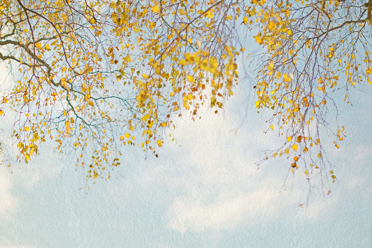 Silver Birch Leaves On Blue Sky Poster och Canvastavla
