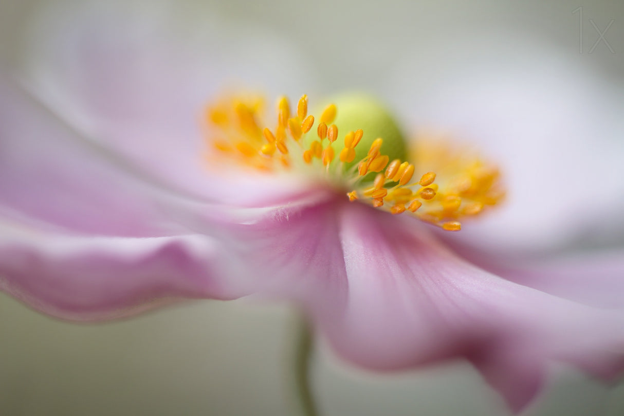 Dreaminess Poster och Canvastavla