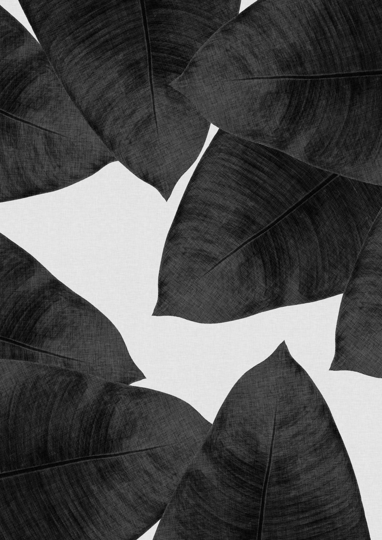 Banana Leaf Black & White II Poster och Canvastavla