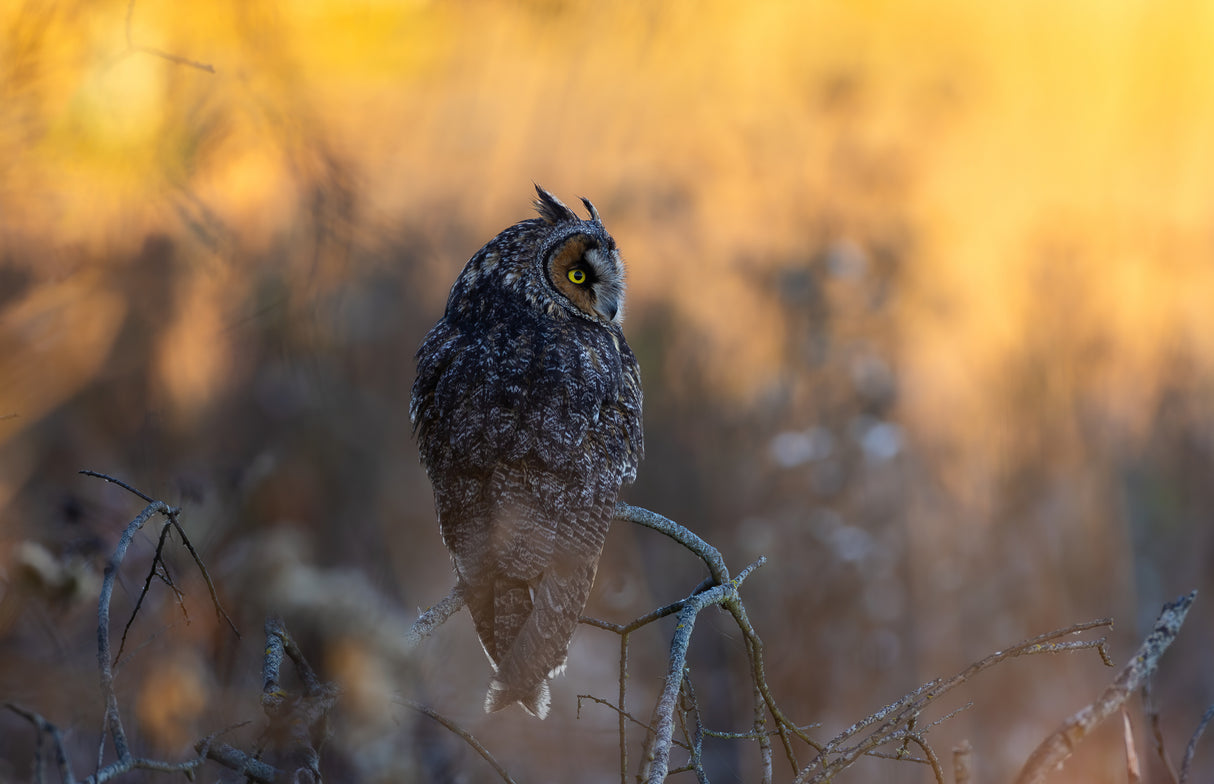 Owl Poster och Canvastavla