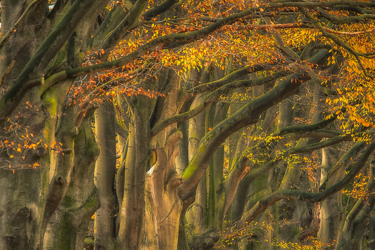 approve autumn .......... Poster och Canvastavla