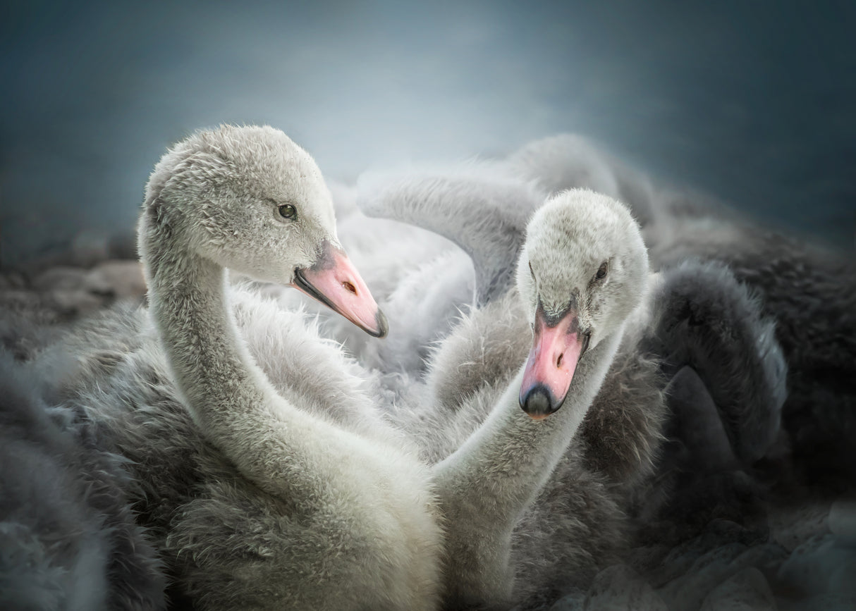 sisterhood Poster och Canvastavla