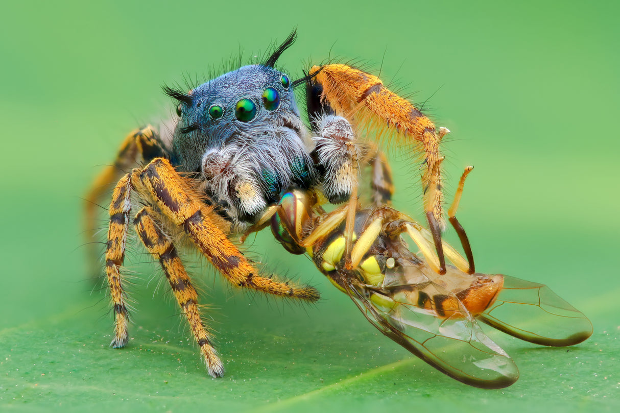 pidhipus mystaceus with fruitfly Poster och Canvastavla