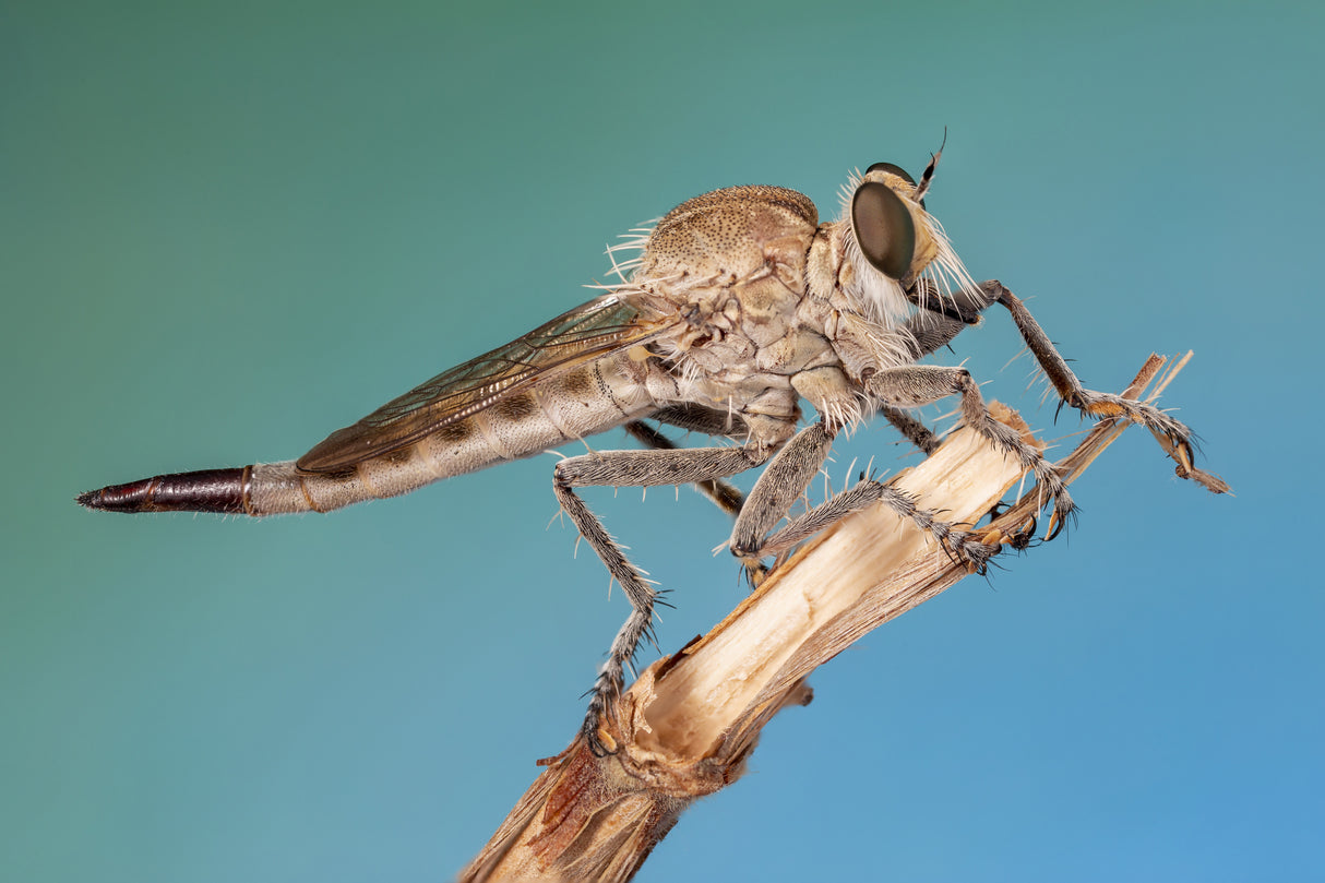 robber fly Poster och Canvastavla