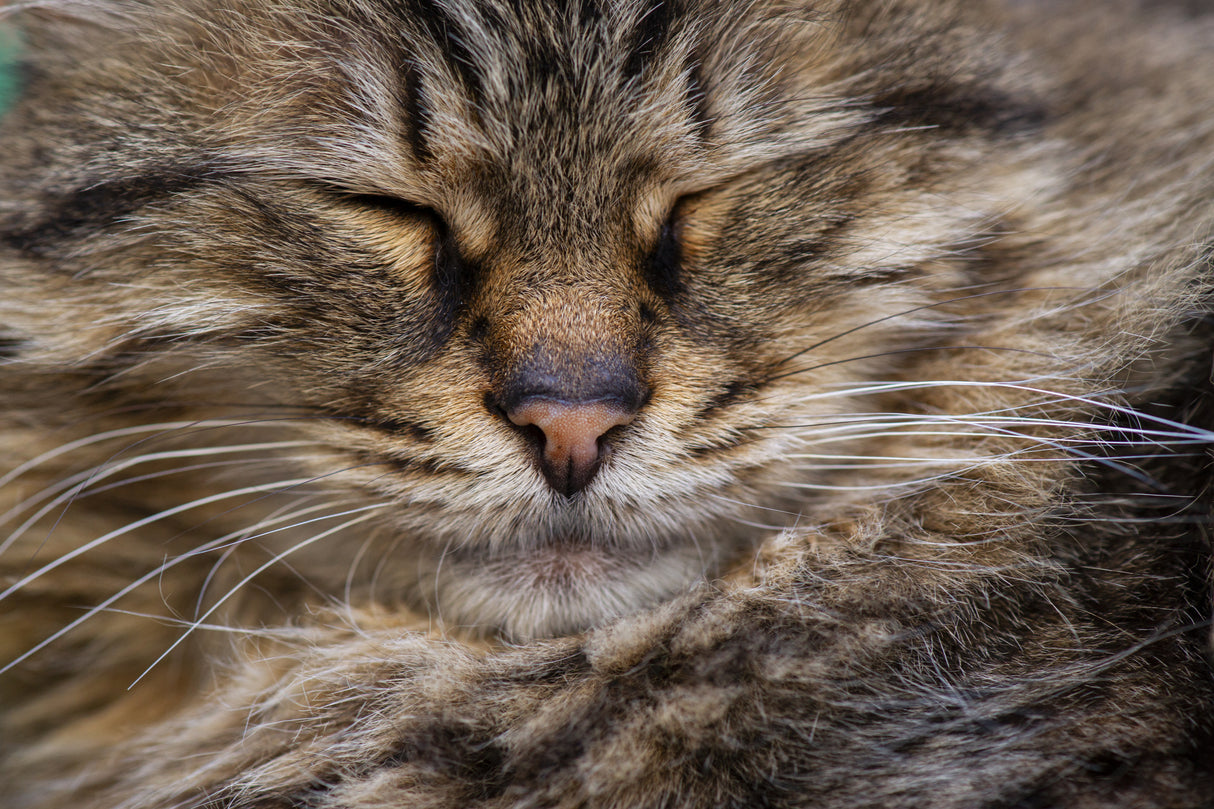 cute cat Poster och Canvastavla