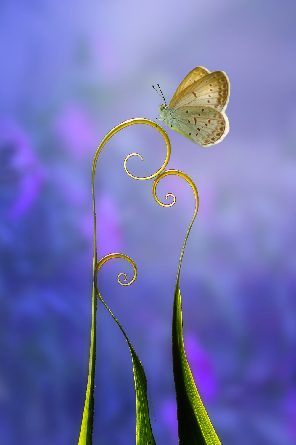 beautiful butterfly Poster och Canvastavla