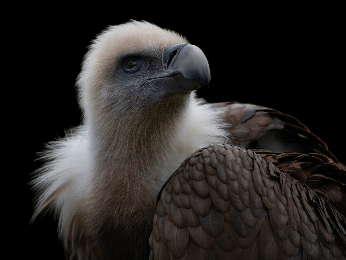 Gyps Fulvus - Griffon Vulture Poster och Canvastavla