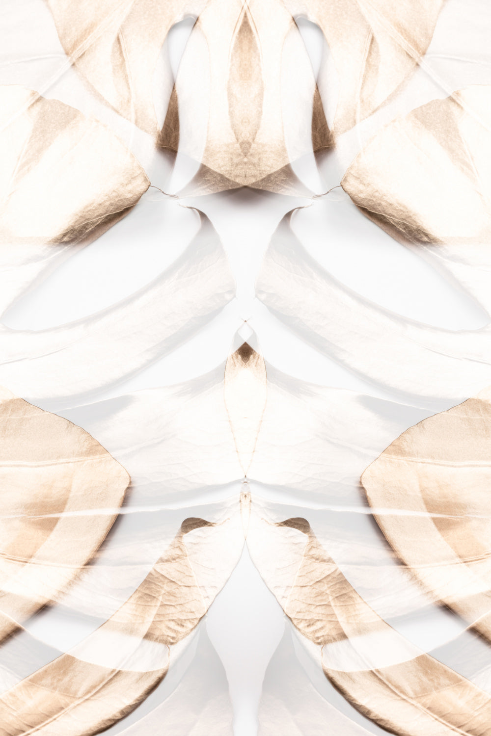 Monstera Gold 12 Poster och Canvastavla