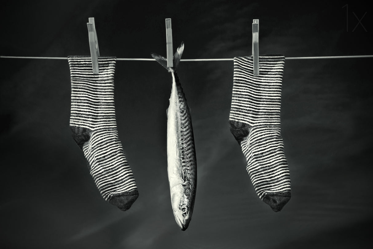 Fish on the line Poster och Canvastavla