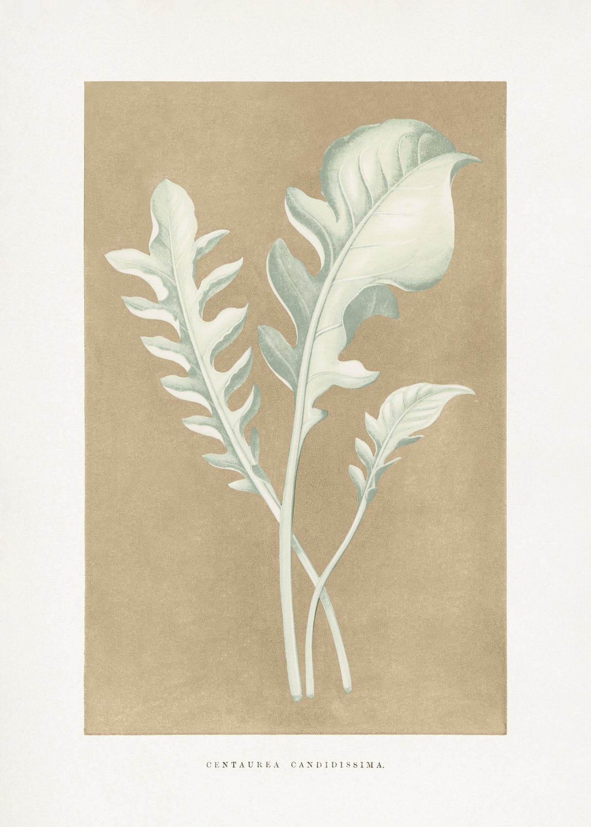 Centaurea Candidissima Leaf Illustration Poster och Canvastavla