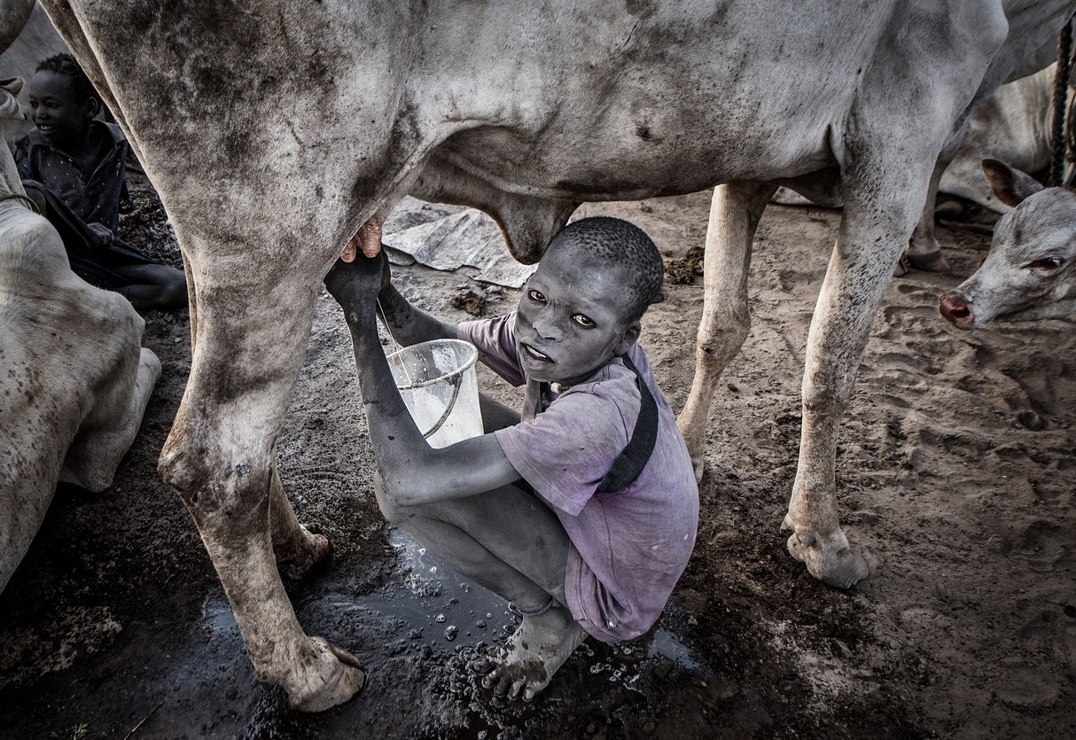 Mundari child milking a cow - South Sudan Poster och Canvastavla