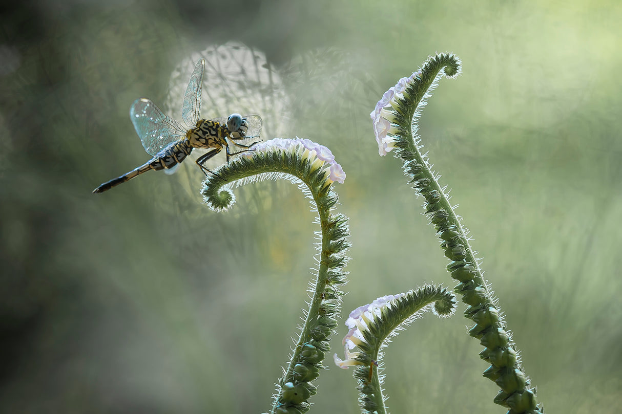 Dragonfly and Wildflowers Poster och Canvastavla