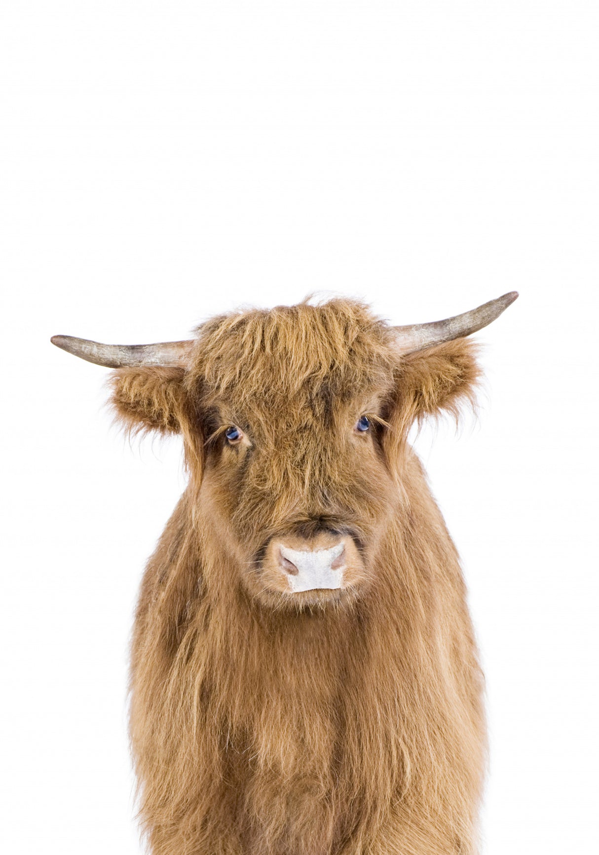 Baby Cow Poster och Canvastavla
