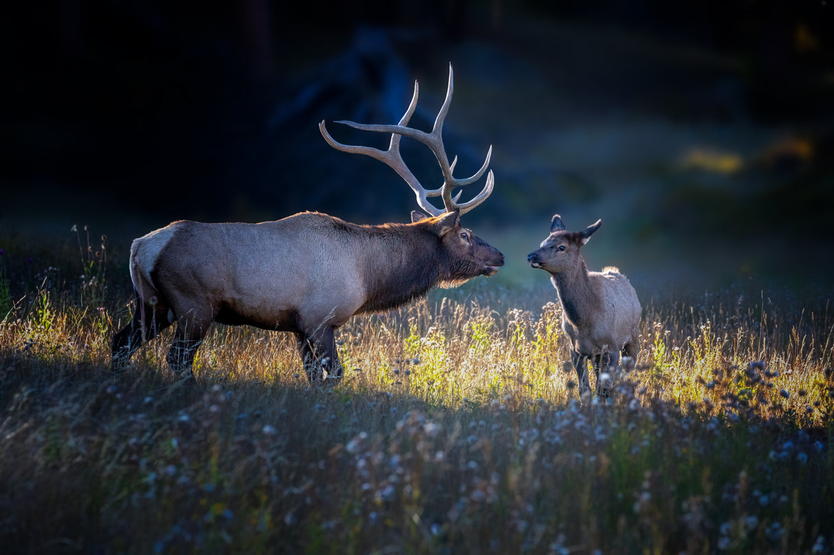 Father and calf Poster och Canvastavla