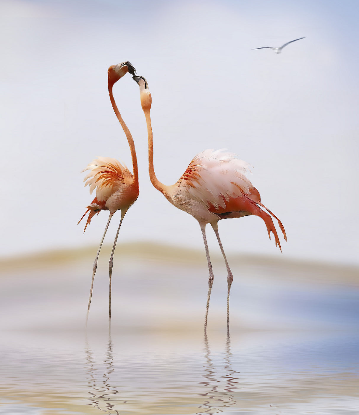 flamingo kiss Poster och Canvastavla