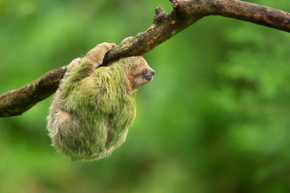Brown-throated sloth Poster och Canvastavla