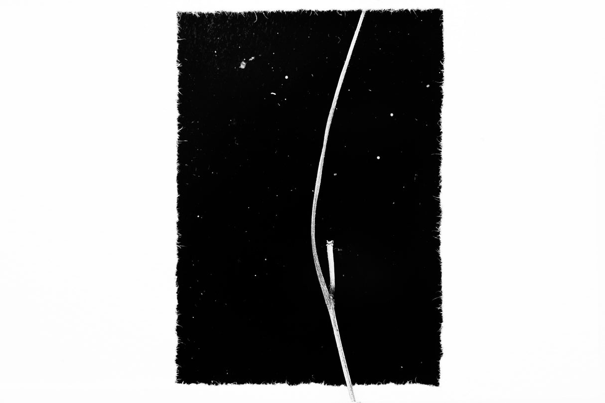 REBIRTH Poster och Canvastavla