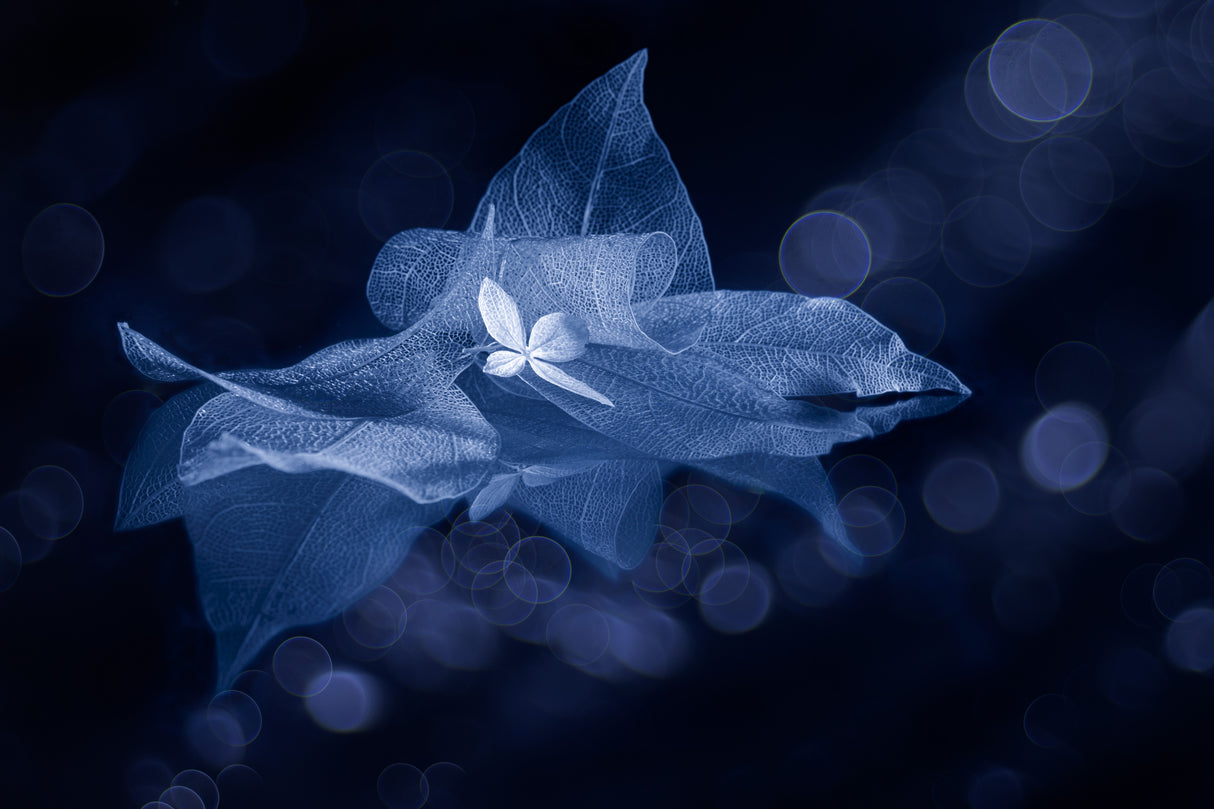 Selflessly Poster och Canvastavla