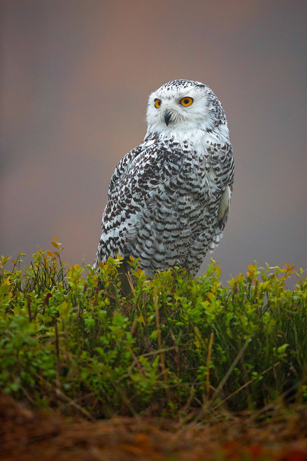 Snowy Owl Poster och Canvastavla