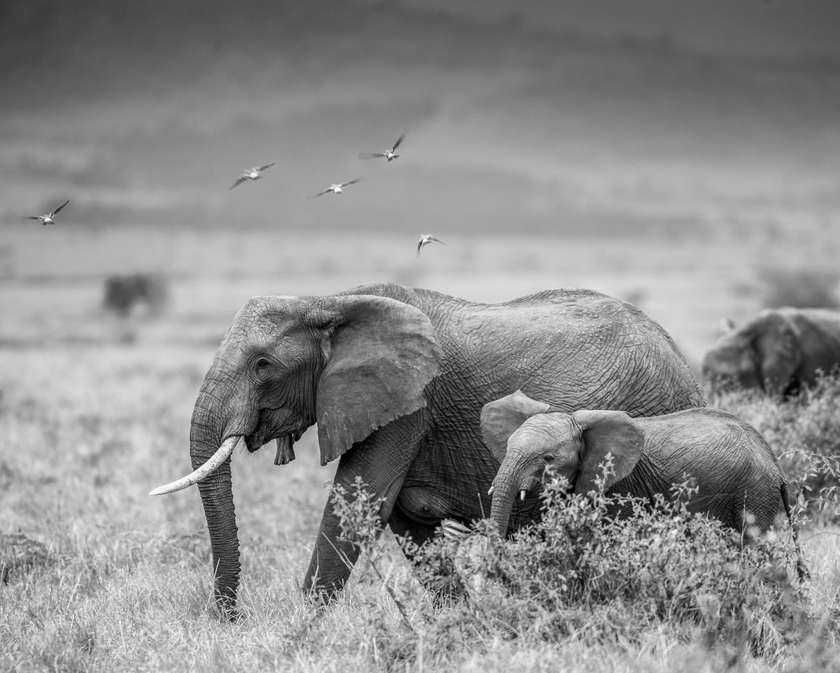 MONO ELEPHANT FAMILY Poster och Canvastavla