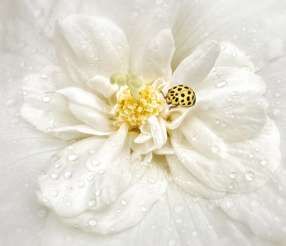 Dewdrops are the GEMS of morning Poster och Canvastavla