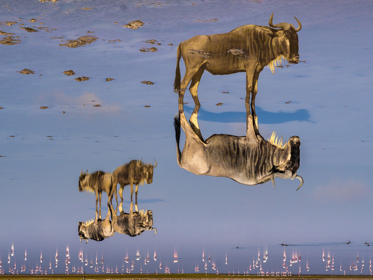 Upside down we go Poster och Canvastavla