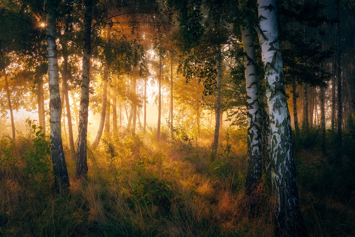 Gold in the forest Poster och Canvastavla