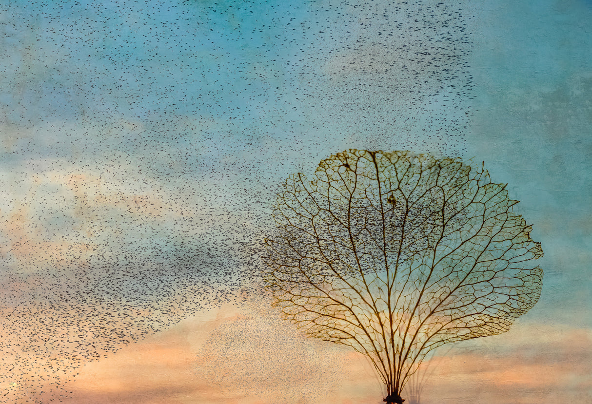 the birds and the tree Poster och Canvastavla