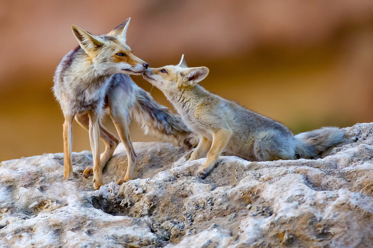 Fox family Poster och Canvastavla