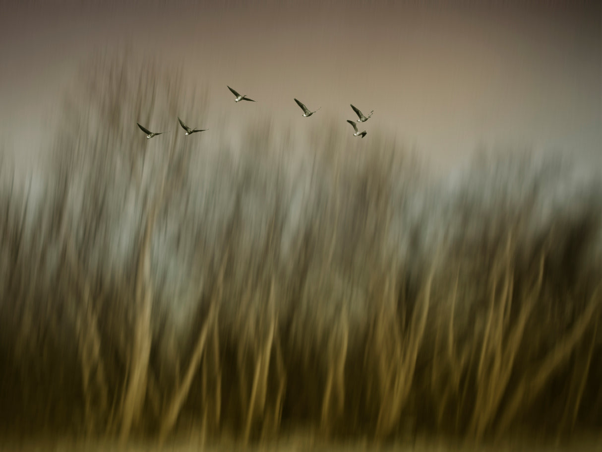 Early Spring Vision... Poster och Canvastavla
