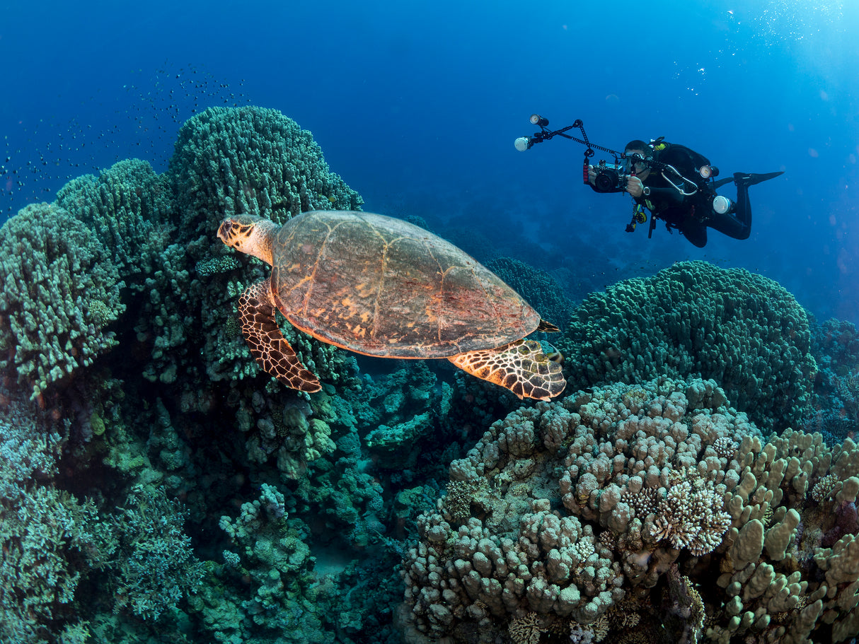Turtle and a photographer Poster och Canvastavla