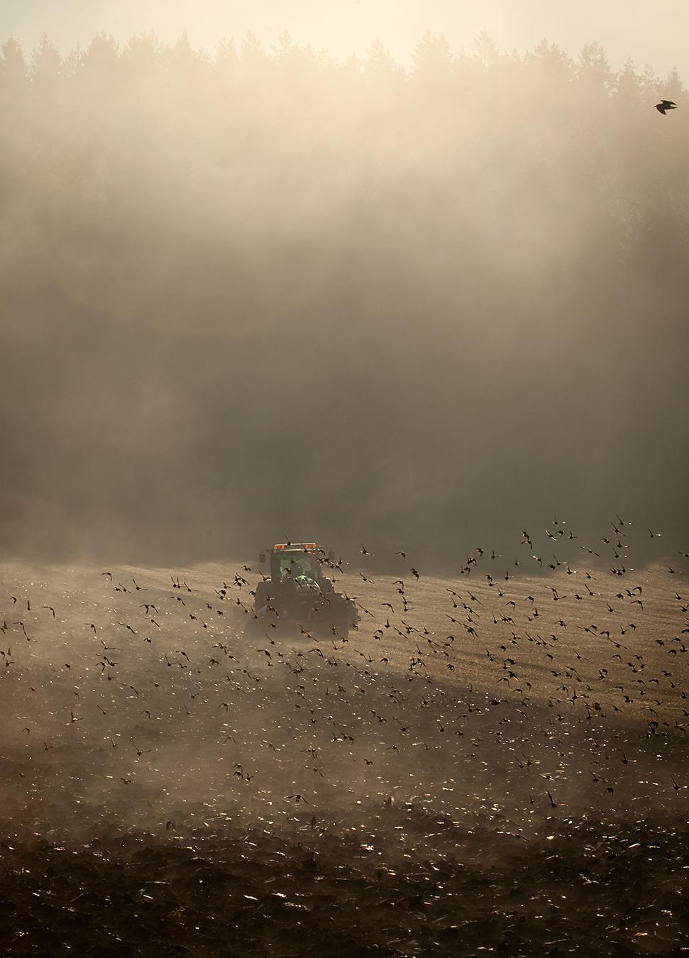 A farmer cares for his field in the mist Poster och Canvastavla