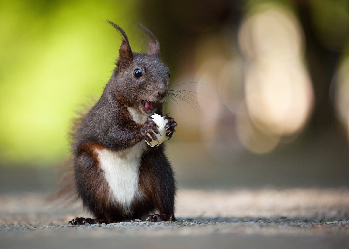 Squirrel Poster och Canvastavla