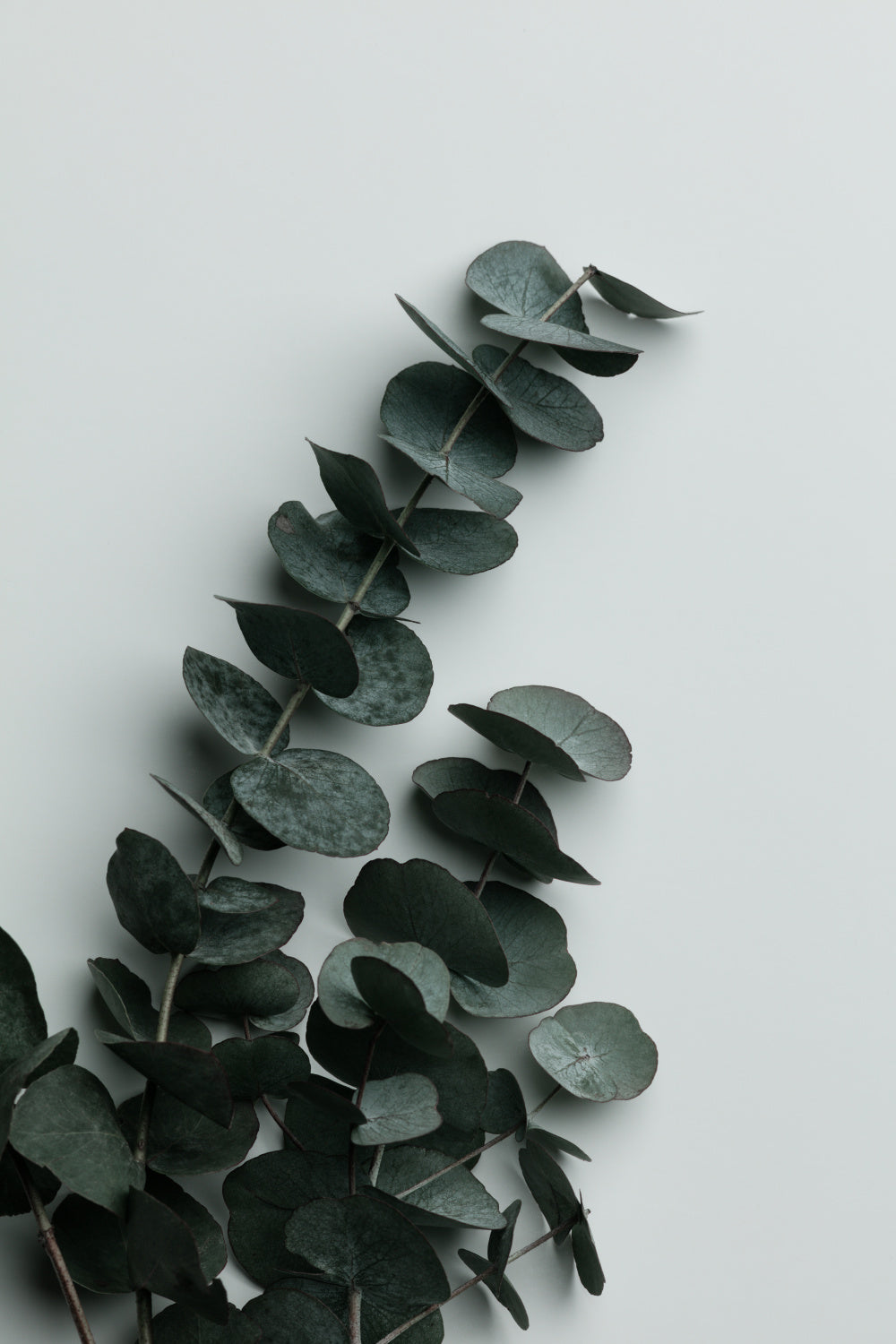 Eucalyptus Wall 01 Poster och Canvastavla