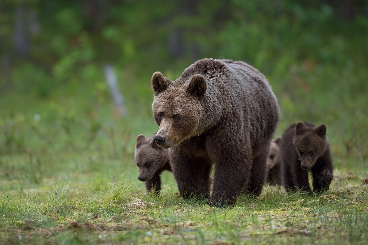 Mother & cubs Poster och Canvastavla