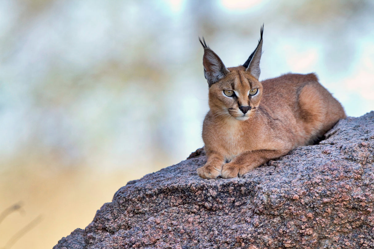 Caracal Poster och Canvastavla