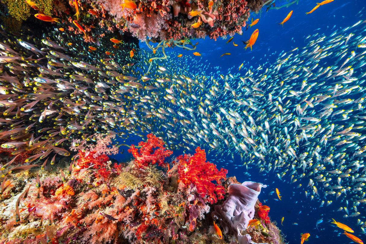 Reef life Poster och Canvastavla