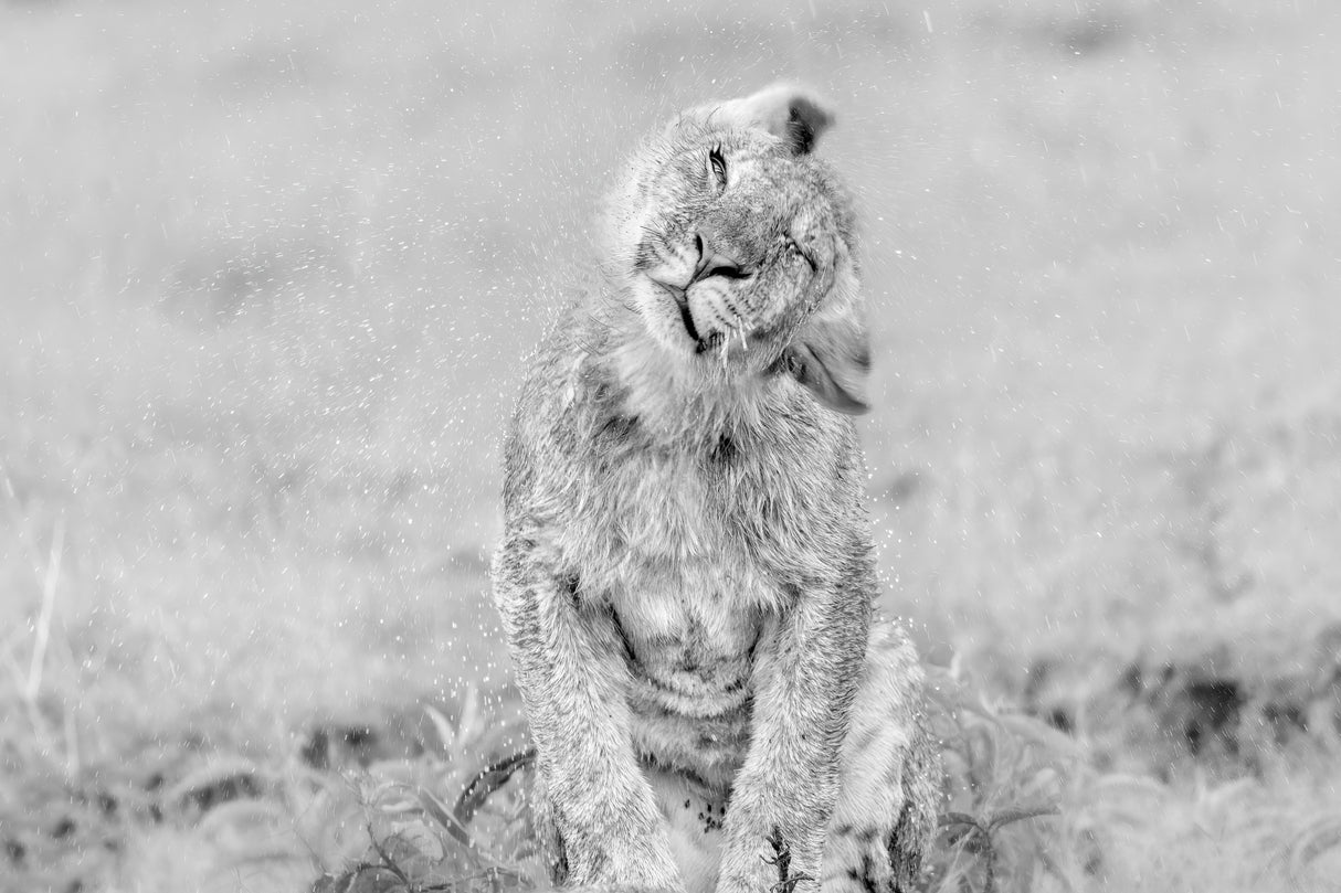 In the Rain Poster och Canvastavla
