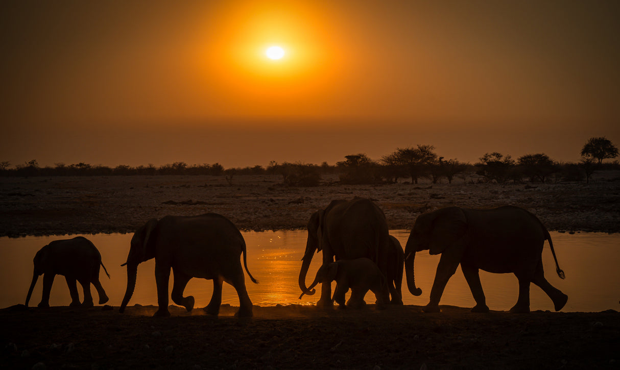elephant group Poster och Canvastavla