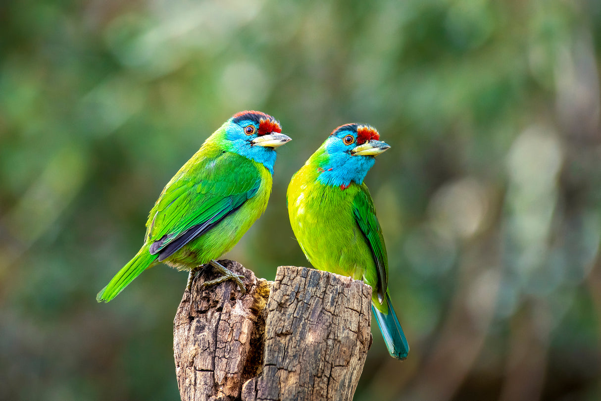 Blue-throated barbet Poster och Canvastavla