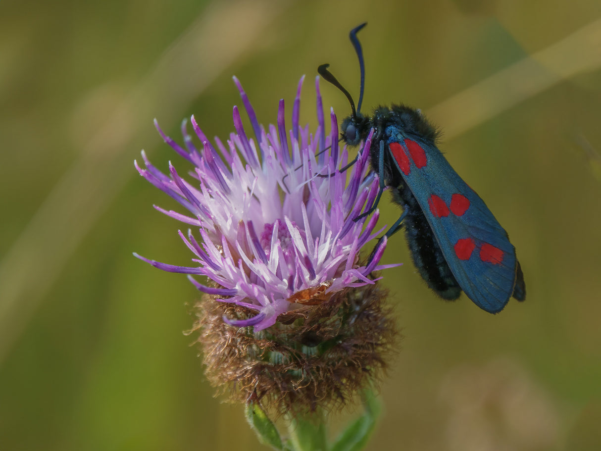 Six spot Burnett moth Poster och Canvastavla