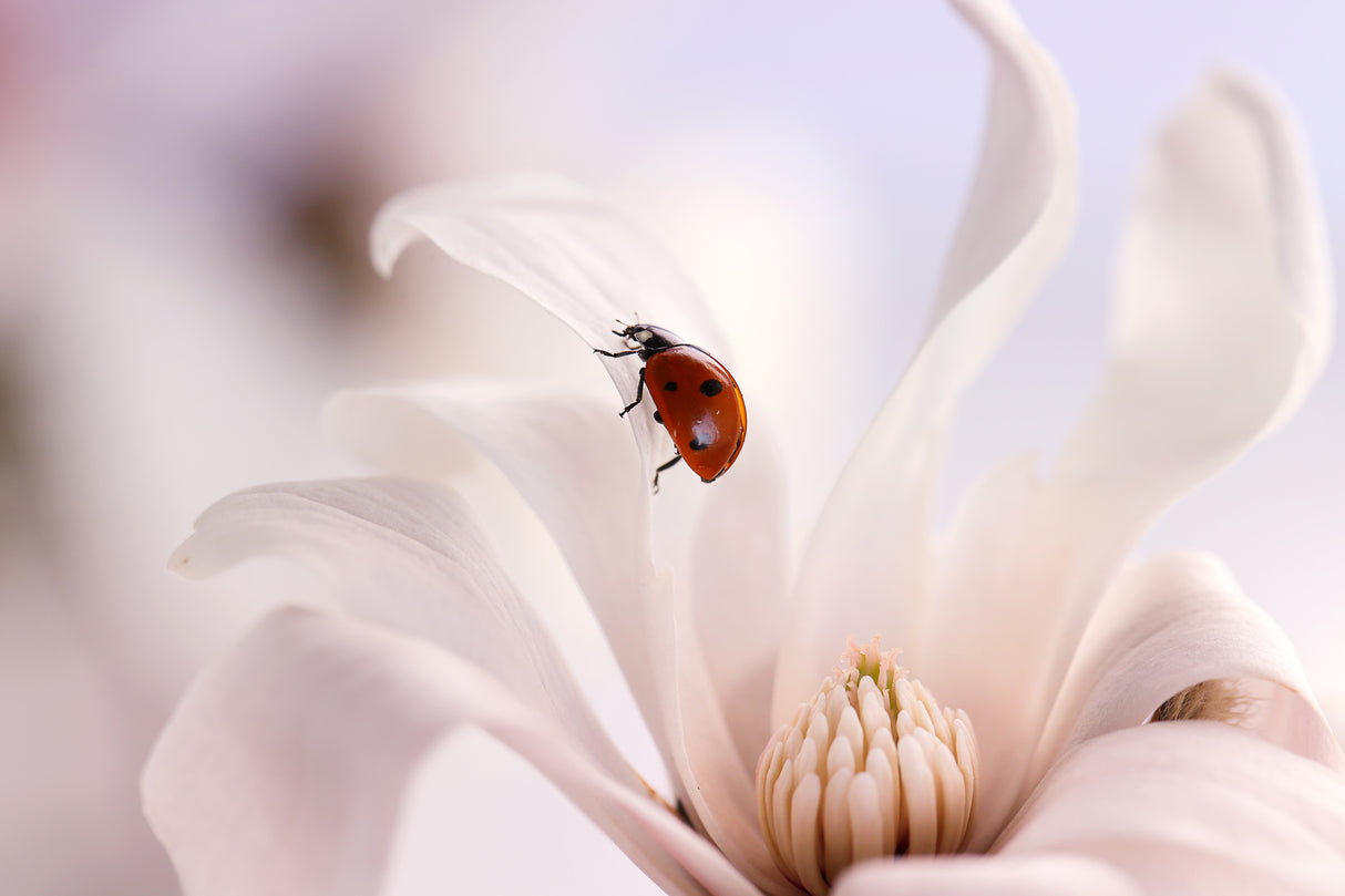 Ladybird with Magnolia Poster och Canvastavla